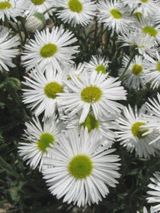 Erigeron spp.